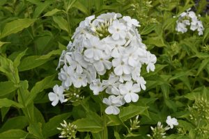 Close-up of Phlox 'Famous Cerise' flowers with small white petals, nestled in a 4" pot, surrounded by lush green leaves.