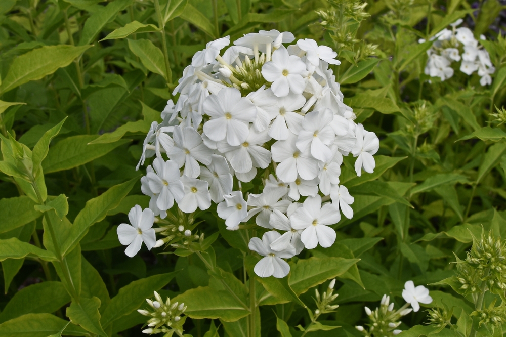 Close-up of Phlox 'Famous Cerise' flowers with small white petals, nestled in a 4" pot, surrounded by lush green leaves.