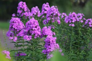 Bright pink phlox blooms atop tall green stems contrast beautifully with the delicate elegance of Phlox 'Famous White' 4" Pot (Copy), set against a blurred natural background.