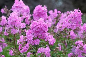 Close-up of a cluster of blooming pink phlox flowers with green leaves in a garden setting.
