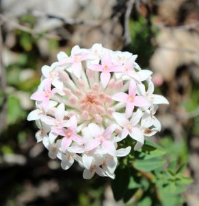 A close-up of a Pimelea 'Marshmallows' flower cluster in a 6" pot shows star-shaped, light pink and white petals with green leaves, resembling delicate marshmallows, while the center features a soft pink hue.