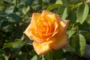 A close-up of a blooming orange Rose 'Frida Kahlo™' Bush Form with green leaves in the background.