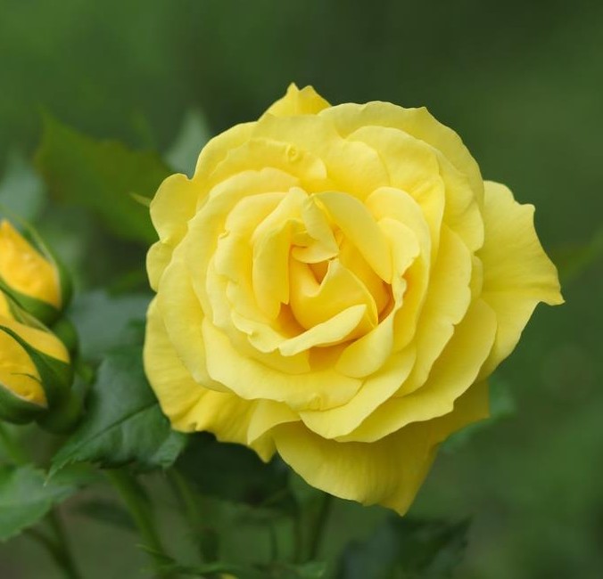A Rose 'Gold and Great' Bush Rose in full bloom, encircled by buds and vibrant green leaves, stands out against a softly blurred green backdrop.
