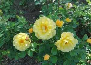 The Rose 'Lady of Australia' Bush Form in full bloom, surrounded by lush green leaves, creates a stunning garden display.