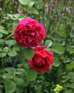 Two 'Lady of Megginch' roses in full bloom with lush green leaves and a blurred, floral background.