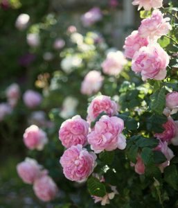 A lush bush featuring clusters of pink Henri Matisse Roses blooms vibrantly against a softly blurred backdrop of greenery.