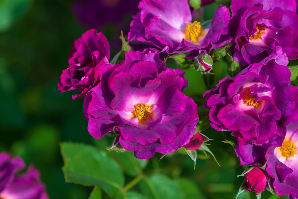 The 'Henri Matisse' rose bush is in full bloom, showcasing its purple and magenta roses with yellow centers, surrounded by lush green leaves.