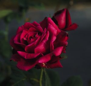 The blooming dark red Rose 'Guinea' Climber and its partially closed bud create an elegant harmony against a blurred dark background.
