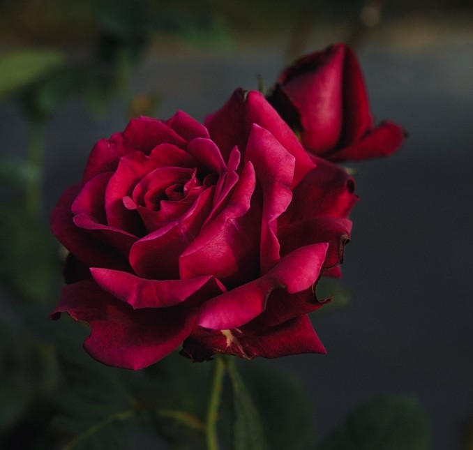 The blooming dark red Rose 'Guinea' Climber and its partially closed bud create an elegant harmony against a blurred dark background.