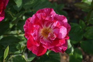 A vibrant close-up of the Rose 'Grimaldi' Bush Form in full bloom, showcasing its stunning red and pink petals against a backdrop of lush green leaves.