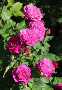 A cluster of vibrant pink Rose 'Guy Savoy' Bush Form blooms surrounded by lush green leaves.