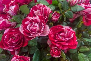 Guy Savoy bush roses in red and white with lush green leaves in full bloom.