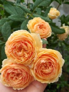 A hand holds four fully bloomed 'Henri Matisse' rose bushes with dewdrops on petals, surrounded by lush green leaves.