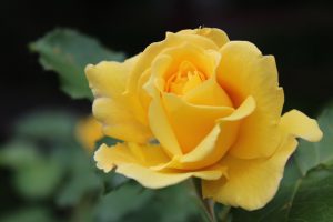 Close-up of a blooming yellow Rose 'Henri Matisse' Bush Form with vibrant green leaves in the background.