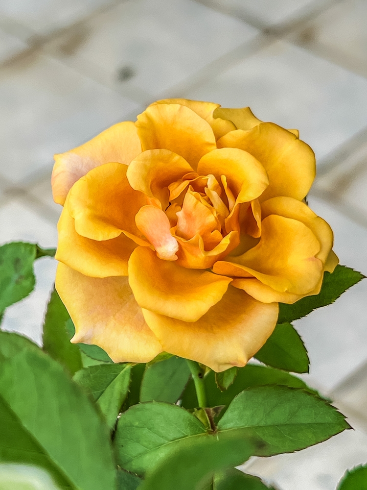 A close-up of Rose 'Midas Touch' Bush Form in bloom, featuring its yellow petals and green leaves against a blurred, light-tiled background.