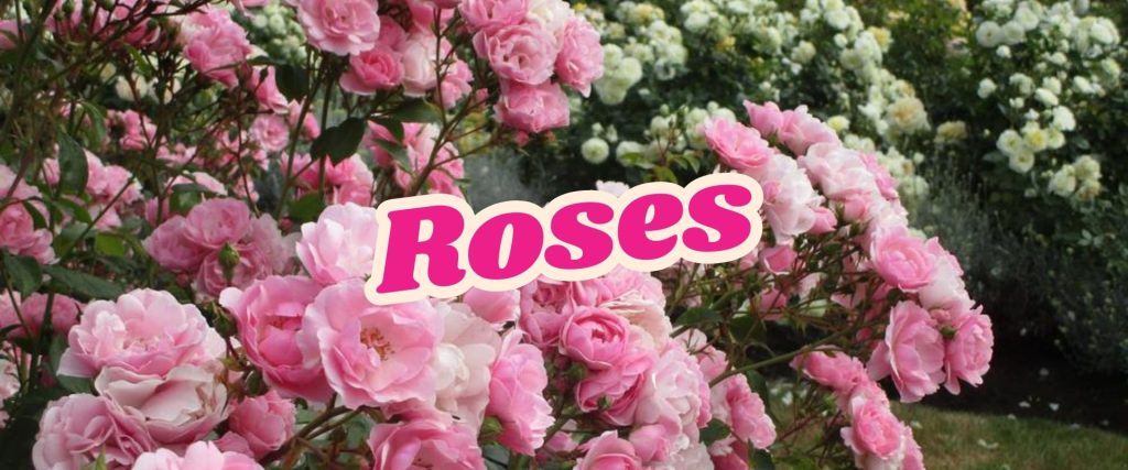 Pink roses in full bloom take center stage with white roses adding depth in the background. "Roses" elegantly graces the pink flowers, inviting you to explore Growers Direct's exclusive Flash Sale for exquisite floral offerings.