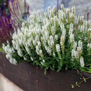Salvia Mirage™ 'White' blossoms adorn a wooden planter box amidst vibrant purple flowers, with a subtle stone wall providing a blurred backdrop to this charming scene.