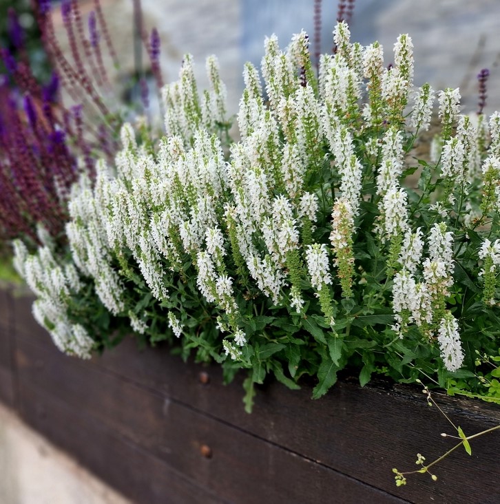 Salvia Mirage™ 'White' blossoms adorn a wooden planter box amidst vibrant purple flowers, with a subtle stone wall providing a blurred backdrop to this charming scene.