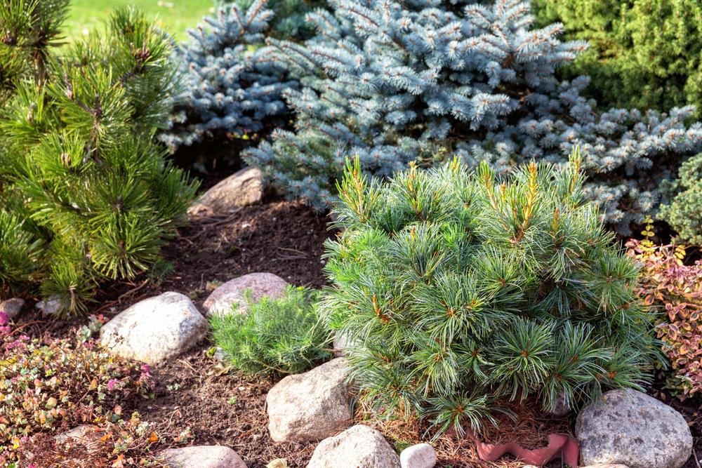 Compact & Dwarf Conifers & Pines