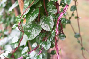 Close-up of green leafy vines with purple stems and droplets on leaves, growing around a wooden pole.