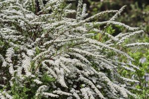 The Spiraea 'Double White May Bush' offers a breathtaking cascade of small white flowers on its branches, capturing the delicate beauty of Spiraea.