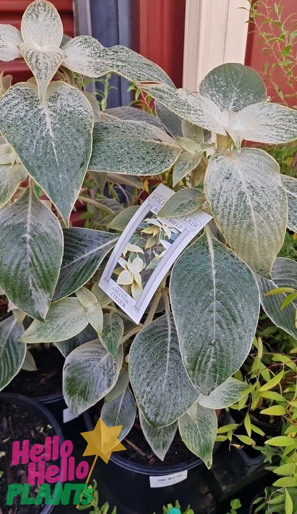 A Strobilanthes gossypinus 'Silver Persian Velvet' 8" Pot with large green and silvery leaves is displayed outdoors, featuring a plant tag on one stem. "Hello Hello PLANTS" appears in the lower left corner.