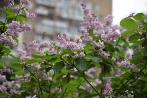 Lilac flowers with green leaves in the foreground, with a blurred apartment building in the background.