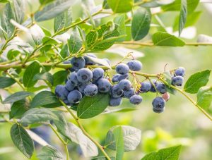 A cluster of Vaccinium 'Blue Joy' Blueberry hangs from a leafy branch, surrounded by vibrant green leaves in natural daylight.