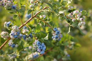 In a garden, the Vaccinium 'Michelle' Blueberry 6" Pot showcases clusters of ripe and unripe berries among lush green leaves.