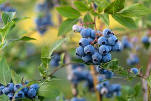 Clusters of ripe blueberries from the Vaccinium 'Caroline' Blueberry plant hang from the bush, nestled among vibrant green leaves.