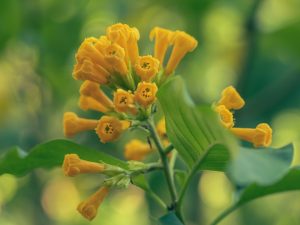 Small, trumpet-shaped yellow flowers bloom against green leaves in soft focus, thriving in an Agastache 'Arizona Sun' 4" Pot.