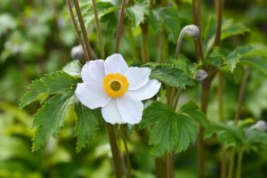 In a tranquil garden, the Anemone ‘Elfin Swan’ in a 6" pot blooms with its white petals and bright yellow center, surrounded by lush green leaves.