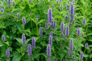 Dense patch of purple-flowered plants with green leaves, likely hyssop, in a garden or natural setting.