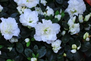 The Azalea 'Ward's Ruby' 6" Pot blooms beautifully, showcasing pristine white petals surrounded by lush green leaves.