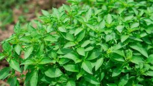 Basil 'Lemon' in a 4" pot grows outdoors with vibrant, broad green leaves; its lemon aroma adds freshness to the garden.