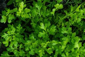 Close-up of lush cress resembling vibrant parsley leaves, with jagged edges densely covering the frame; Product: Cress 'Land' 4" Pot.