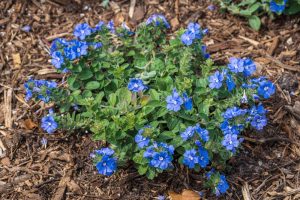 A patch of vibrant blue flowers with green leaves growing on a mulched garden bed.