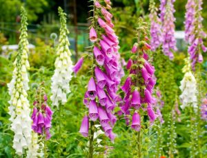 Digitalis 'Foxy Mix' in a 4" pot blooms elegantly with purple, pink, white, and blue hues softened by lush green foliage, thriving beautifully in garden settings.
