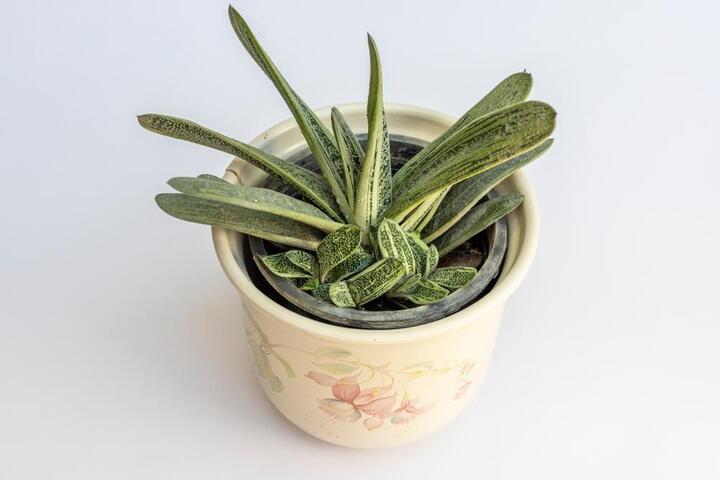 A Gasteria 'Ox Tongue' succulent with patterned green leaves is displayed in a decorative 5" cream-coloured pot against a white background.