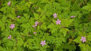 The Geranium 'Herb Robert' in a 4" pot features green foliage adorned with small pink flowers.
