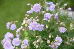 In a garden, green leaves and buds complement the pale purple, multi-petaled blossoms akin to the "Geranium 'Summer Skies'" thriving in a 6" pot.