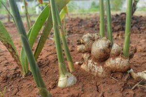 The Zingiber 'Ginger Root' 5" Pot features a thriving ginger plant with vibrant green stems and visible roots nestled in rich reddish-brown soil, showcasing its distinct beauty.