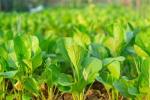 Close-up of a lush vegetable garden with young 4'' Mustard Greens thriving in rich soil, basking under sunlight.