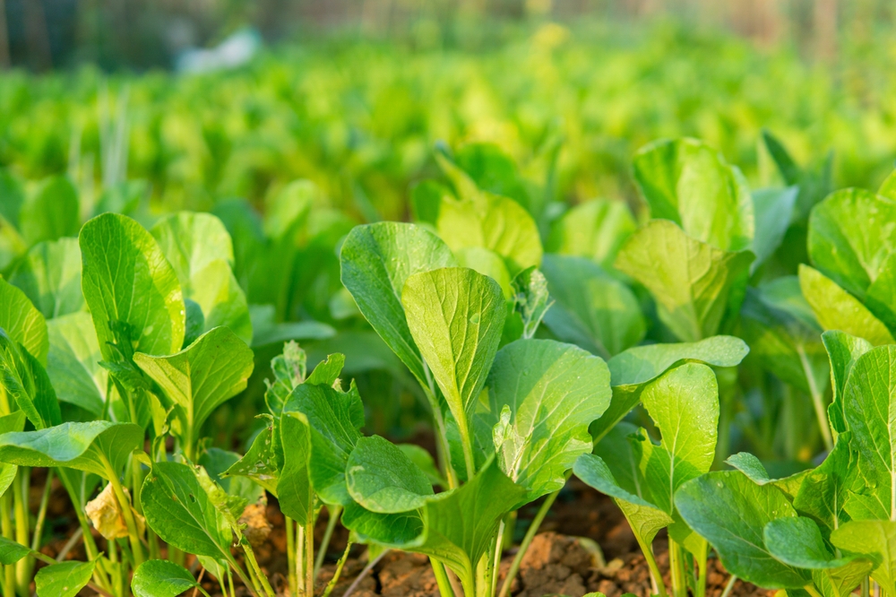 Close-up of a lush vegetable garden with young 4'' Mustard Greens thriving in rich soil, basking under sunlight.