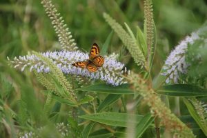 A small orange and black butterfly rests on purple flowers amid lush greenery, with a Piper 'Large Betel Leaf' Vine 5" Pot delicately weaving through the scene.