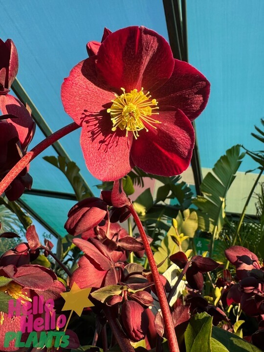 Helleborus 'Ice 'n Roses' Merlot Hellebore 6" Pot