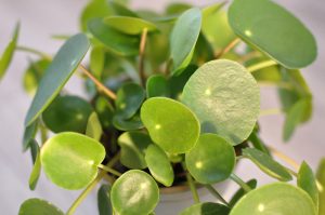 Close-up of a Pilea 'Chinese Money Plant' in an 8" pot hanging basket, showcasing its round, glossy green leaves on thin stems. It stands out beautifully against a light background.