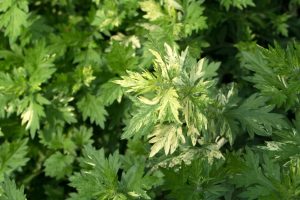 A close-up of the Mugwort 'Variegated' in a 4" pot showcases its green and variegated leaves, with some displaying lighter patches under natural sunlight.