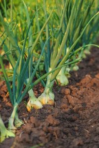 Green onion plants growing in a row in brown soil, with visible bulbs and long green leaves, under natural sunlight.