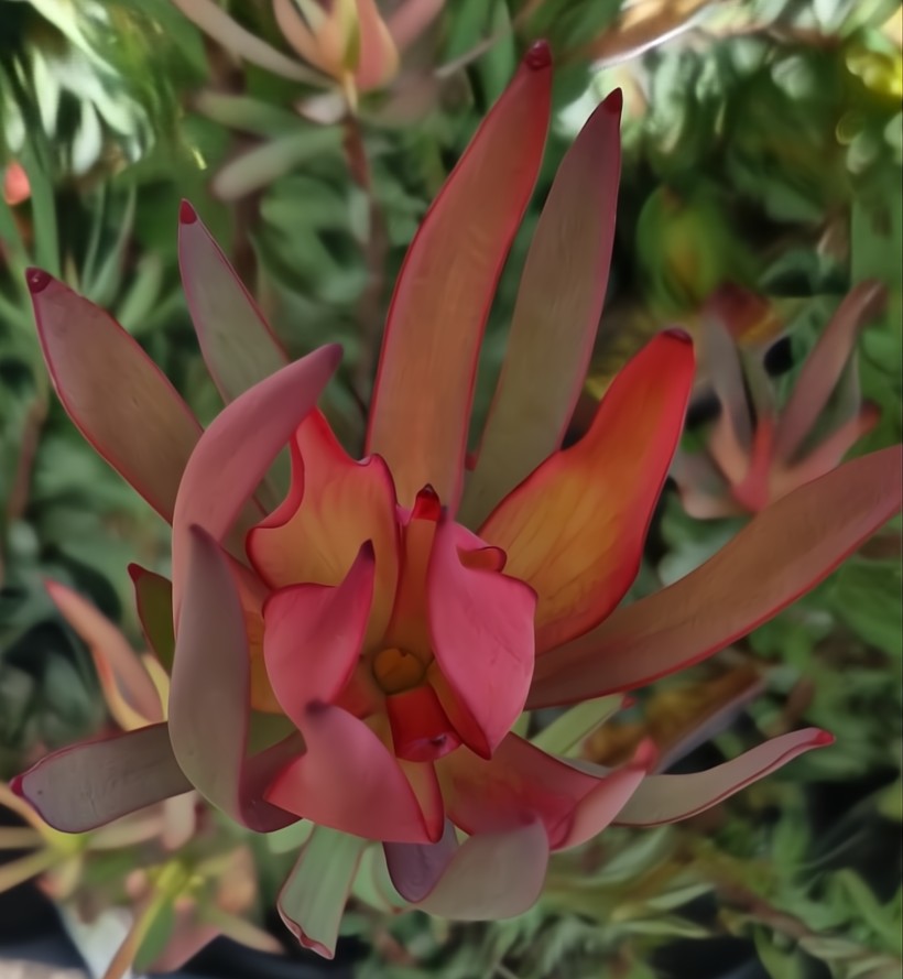 A Close-up of the vivid red and orange Leucadendron 'Oriental Blush' bloom in an 8" pot, featuring elongated petals nestled within lush green foliage.
